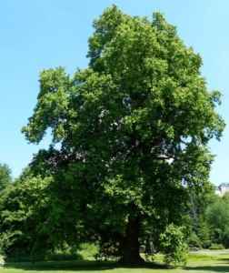 Element Holz: Baum - Christiane Witt - Feng Shui Beratung