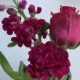 Blumen Viva Magenta Pantone Farbe 2023 Christiane Witt Feng Shui Beratung