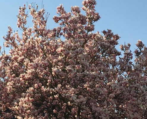 fruehling-mit-feng-shui-christiane-witt-fengshui-beratung