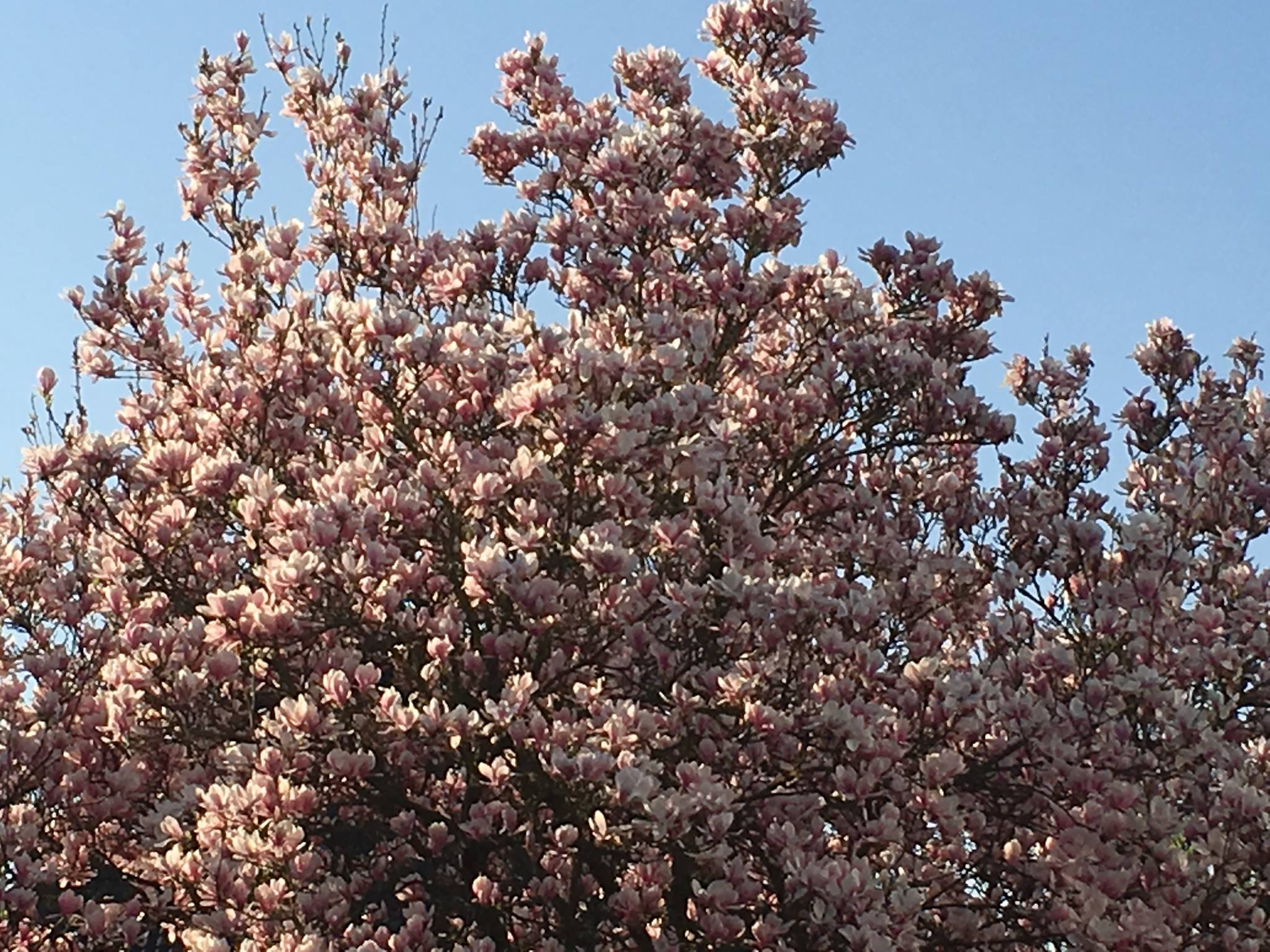 fruehling-mit-feng-shui-christiane-witt-fengshui-beratung