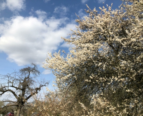 fruehling-bluete-christiane-witt-fengshui-beratung